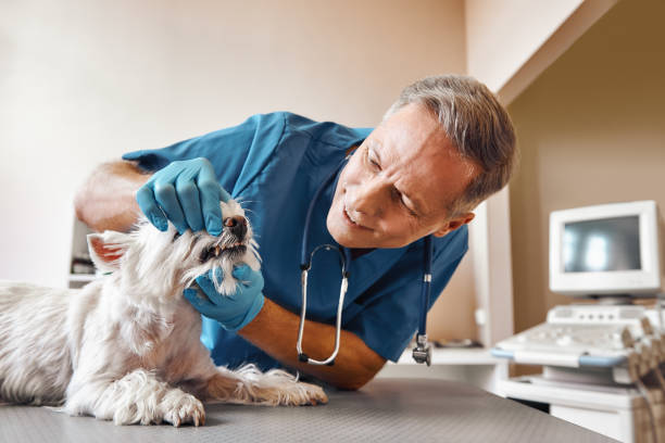 Best Weekend Emergency Dental Services in Gibsonton, FL